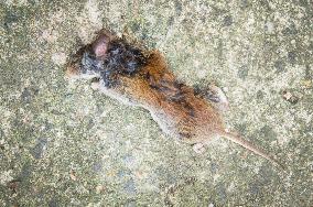 Common Vole, Microtus arvalis, dead mouse, killed, cat`s, cats prey