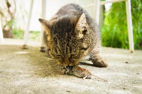 Common Vole, Microtus arvalis, dead mouse, killed, cat`s, cats prey