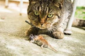 Common Vole, Microtus arvalis, dead mouse, killed, cat`s, cats prey