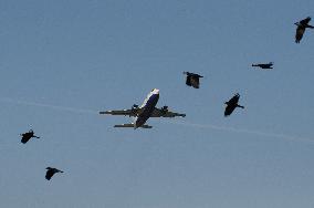 Airplane taking off with birds, airport security