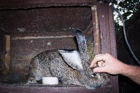 domestic Flemish Giant rabbit, straw bedding in hutch, stroking, cuddling