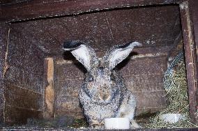 domestic Flemish Giant rabbit, straw bedding in hutch