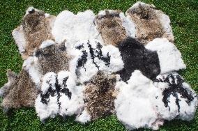 domestic rabbit fur, color white, black, spotted, brown, wild