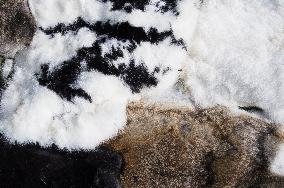 domestic rabbit fur, color white, black, spotted, brown, wild