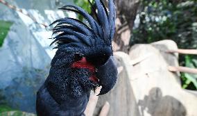 palm cockatoo (Probosciger aterrimus), parrot