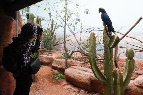 Lear's macaw (Anodorhynchus leari), also indigo macaw, parrot
