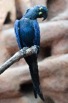 Lear's macaw (Anodorhynchus leari), also indigo macaw, parrot
