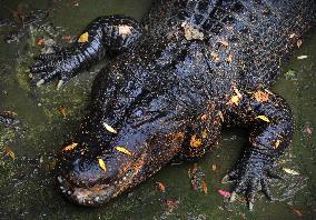 American Alligator (Alligator mississippiensis)