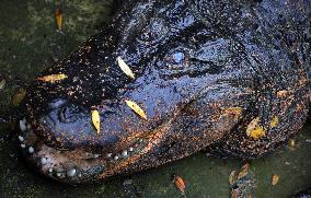 American Alligator (Alligator mississippiensis)