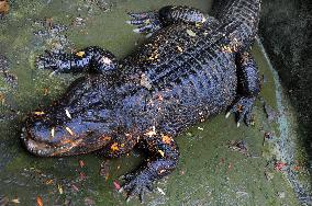 American Alligator (Alligator mississippiensis)