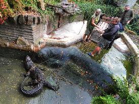 American Alligator (Alligator mississippiensis)