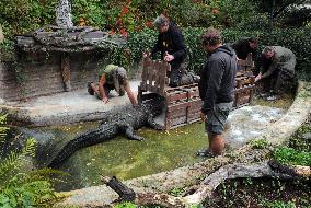 American Alligator (Alligator mississippiensis)