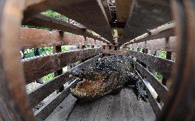 American Alligator (Alligator mississippiensis)