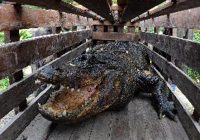 American Alligator (Alligator mississippiensis)