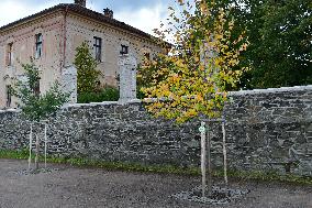 Karel Gott's tree