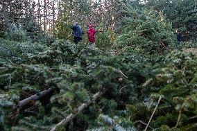 christmas tree sale