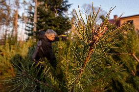 christmas tree sale