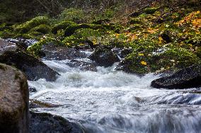 River Vydra, Sumava, nature, water