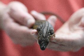 Earless monitor lizard (Lanthanotus borneensis)