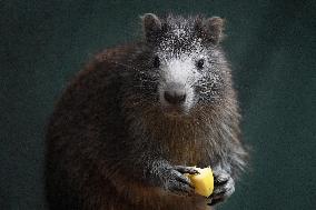 Desmarest's hutia (Capromys pilorides), Cuban hutia