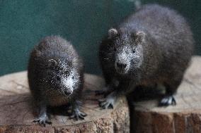 Desmarest's hutia (Capromys pilorides), Cuban hutia