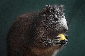 Desmarest's hutia (Capromys pilorides), Cuban hutia