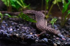 Earless monitor lizard (Lanthanotus borneensis)