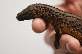 Earless monitor lizard (Lanthanotus borneensis)