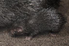 Philippine Porcupine, Hystrix pumila