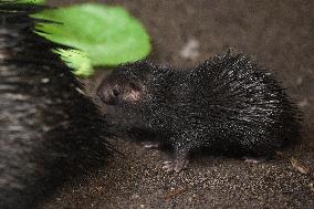 Philippine Porcupine, Hystrix pumila