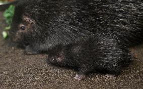 Philippine Porcupine, Hystrix pumila