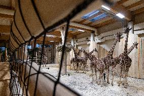 Giraffes in new pavilion in ZOO Dvur Kralove