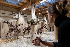 Giraffes in new pavilion in ZOO Dvur Kralove