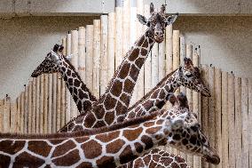 Giraffes in new pavilion in ZOO Dvur Kralove