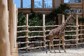 Giraffes in new pavilion in ZOO Dvur Kralove