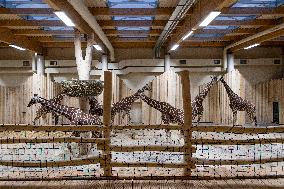 Giraffes in new pavilion in ZOO Dvur Kralove