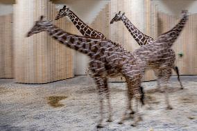 Giraffes in new pavilion in ZOO Dvur Kralove