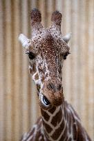 Giraffes in new pavilion in ZOO Dvur Kralove