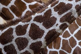 Giraffes in new pavilion in ZOO Dvur Kralove