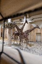 Giraffes in new pavilion in ZOO Dvur Kralove