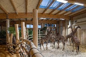 Giraffes in new pavilion in ZOO Dvur Kralove