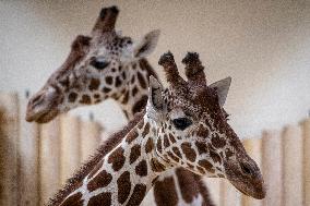 Giraffes in new pavilion in ZOO Dvur Kralove