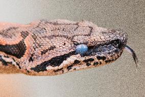 Dumeril's boa (Acrantophis dumerili), snake