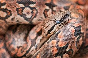 Dumeril's boa (Acrantophis dumerili), snake
