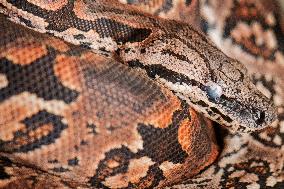 Dumeril's boa (Acrantophis dumerili), snake