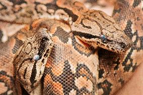 Dumeril's boa (Acrantophis dumerili), snake, snakes