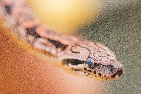 Dumeril's boa (Acrantophis dumerili), snake