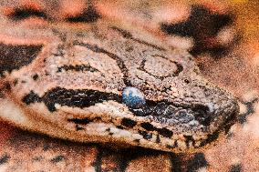 Dumeril's boa (Acrantophis dumerili), snake