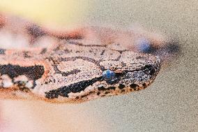 Dumeril's boa (Acrantophis dumerili), snake