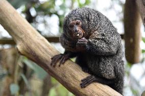 white-faced saki (Pithecia pithecia), Guianan saki, golden-faced saki